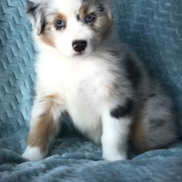 Australian Shepherd Puppies from Cahaba Australian Shepherds