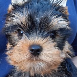 Tony - Blue and gold male Yorkshire Terrier puppy in Potomac, Maryland from Fabiana's Yorkshire Terriers
