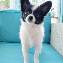 Papillon Puppies from HSF Papillons