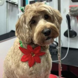 Mango - Australian Labradoodle