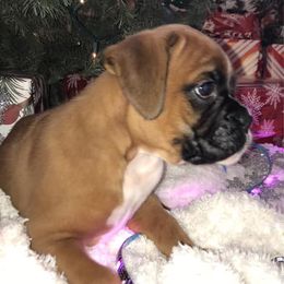 Boxer Puppies from Vom Waterfalls