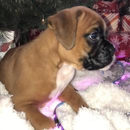 Boxer Puppies from Vom Waterfalls