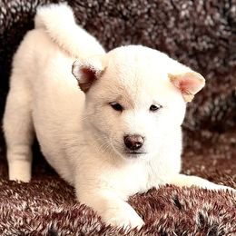 Selena - Cream female Shiba Inu puppy in Trenton, Nebraska from Prairie Shibas
