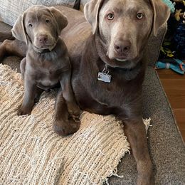 Labrador Retrievers from Junction Labradors