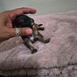Dontaye - Black and tan brindle male Havanese puppy in Richmond, Texas from Marcia Hamlet