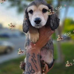 Roman Pearce - Cream male Dachshund puppy in Stockton, California from M&M Dachshund's & Goldens