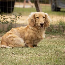 Maggie - Dachshund