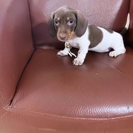 Lemon Pie yellow collar - Piebald female Dachshund puppy in Bremen, Georgia from Jones Royal Kennels / Jones Miniature Dachshunds