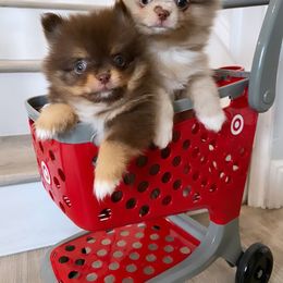 Bulldog and Pomeranian Puppies from Pawsh Poms
