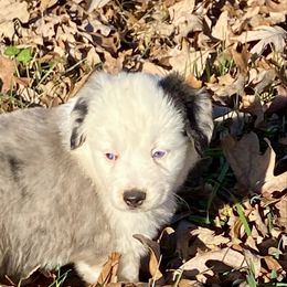 Merry - Blue merle female Miniature American Shepherd puppy in Harmony, North Carolina from Carolina Pride Aussies