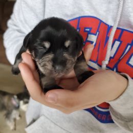 Miniature Schnauzer Puppies from Craft-ed Schnauzers