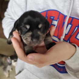 Miniature Schnauzer Puppies from Craft-ed Schnauzers