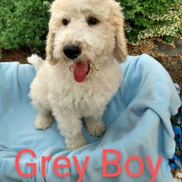 Grey Boy - Sheepadoodle puppy in Kimberly, Idaho from Wizardwood Doodles