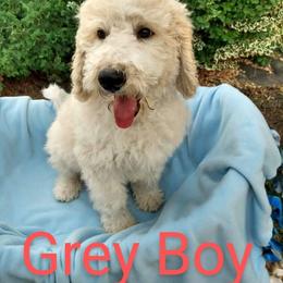 Grey Boy - Sheepadoodle puppy in Kimberly, Idaho from Wizardwood Doodles