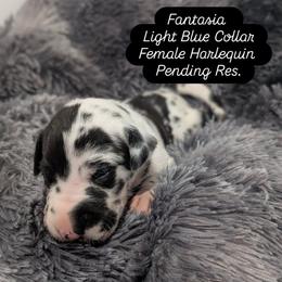 Fantasia - Harlequin female Great Dane puppy in Brooksville, Florida from Follow My Lead Great Danes