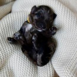 Georgia ( O'Keeffe ) - Blue merle female Aussiedoodle puppy in Davie, Florida from Miami Mini Doodles