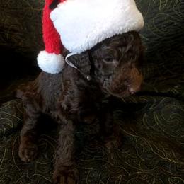 Aspen - Chocolate male Labradoodle puppy in Siloam Springs, Arkansas from Siloam Doodles