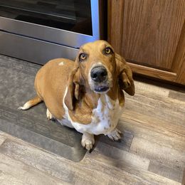 Polly - Basset Hound