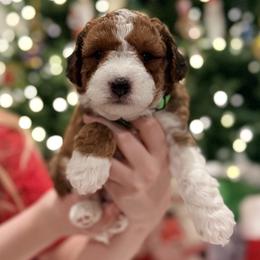 Mr. Mint Green - Sable male Aussiedoodle puppy in Georgetown, Texas from Mc Doodles of Texas LLC