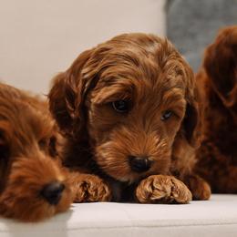 Goldendoodles from Bridges Goldendoodles