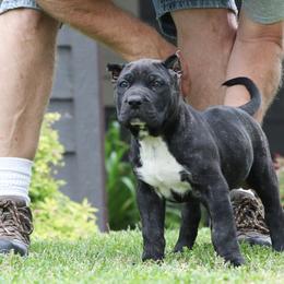 Silver Collar - Tiger female Perro de Presa Canario puppy in Pocahontas, Illinois from Cabeza Grande Kennel