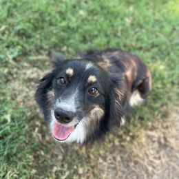 Lucy - Miniature Australian Shepherd