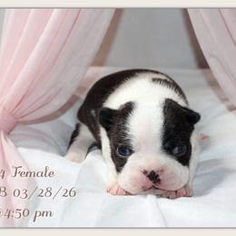 Girl 3 - Black and white female Boston Terrier puppy in North Central, Vermont from Windy Valley’s Bostons