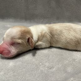 Teddy - Cream male Dachshund puppy in Gainesville, Georgia from Emory Farms