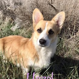 Hazel - Pembroke Welsh Corgi
