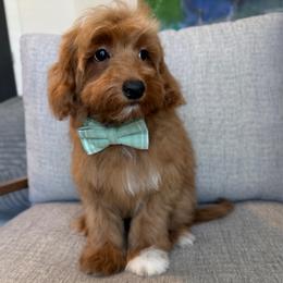 D-Orange Boy - Red  male Goldendoodle puppy in Lewisville, Texas from Texas Goldendoodle Lovers