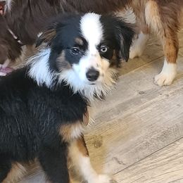 Girl 2 - Toy Australian Shepherd puppy in Rockwell City, Iowa from Twin Lakes Ridge Farm