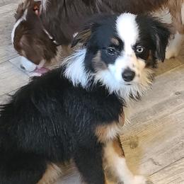 Girl 2 - Toy Australian Shepherd puppy in Rockwell City, Iowa from Twin Lakes Ridge Farm