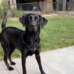 Bennie  - Labrador Retriever