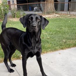 Bennie  - Labrador Retriever