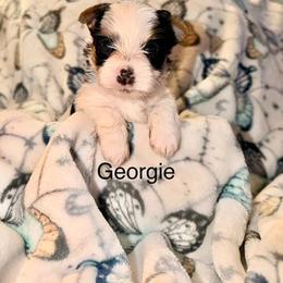 Georgie - Parti male Yorkshire Terrier puppy in Clarksburg, Indiana from Hidden Gems Parti Yorkies
