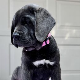 Pink - Gray brindle female Cane Corso puppy in Pollock Pines, California from Capitol City Cane Corso