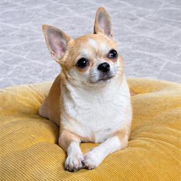 Chihuahua Puppies from Midwest Chihuahuas