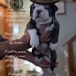 Olde English Bulldogge Puppies from Gods Of Olympus Bulldogges