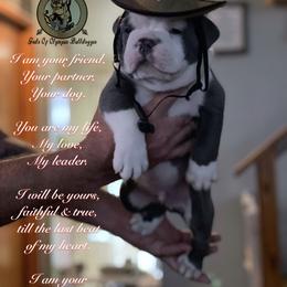 Olde English Bulldogge Puppies from Gods Of Olympus Bulldogges