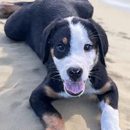 Hades  boy - Black, white and red male Greater Swiss Mountain Dog puppy in Gainesville, Florida from Ambermoon Kooikerhondje Blackamber Greater Swiss Mountain Dogs