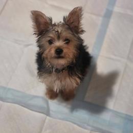 Male 1 - Black and tan male Yorkshire Terrier puppy in Attalla, Alabama from Yorkie Pups of Bama