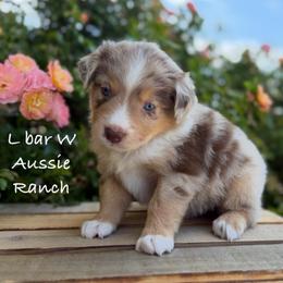 Valentino - Red merle male Miniature Australian Shepherd puppy in Midway, Texas from L Bar W Aussie Ranch