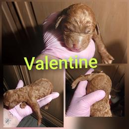 Valentine - Red  female Poodle puppy in Lancaster, California from Heavenly poodle and doodle