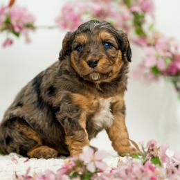 Vivi - Blue merle female Aussiedoodle puppy in Cortez, Colorado from Sassy Pants Pups