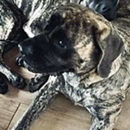 Rosie - Mastiff