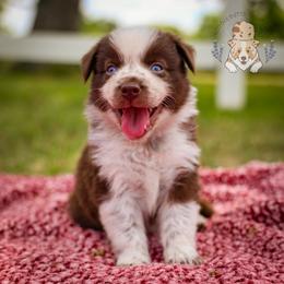 Gumbo - Red & white male Australian Shepherd puppy in Buena Vista, Colorado from Wigglebutts Unlimited