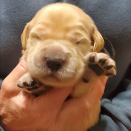 Pick 5 - Golden male Golden Retriever puppy in Sandy, Utah from Golden Meadows of Utah