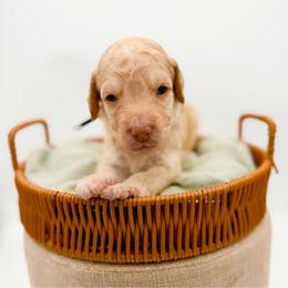 Rainier - Apricot male Goldendoodle puppy in North Carolina from Tuxedo Mountain Doodles