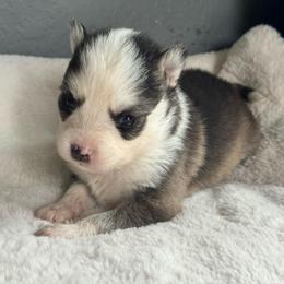 Helio - Black and white male Pomsky puppy in Boonville, Indiana from Elysian Pomskies