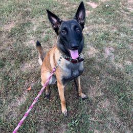 Belgian Malinois puppies from Fromage Malinois
